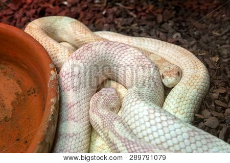 2 Albino Python Snakes (python Molurus Bivitattus) In A Terrarium Intertwined In Each Other