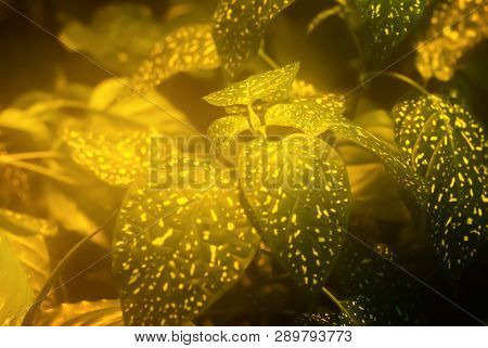Golden Green Blurred Misty Floral Background With Mottled Leaves Of Hypoestes In The Foreground