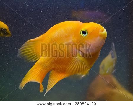 Red Parrot Aquarium Fish In Blue Water.