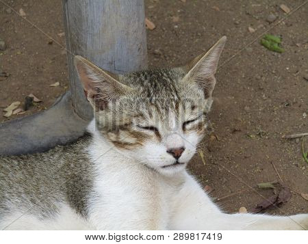 White And Brown Color Cat Who Is Sleeping Soundly.