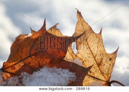 Foglie sulla neve