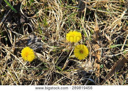 Coltsfoot Flower (tussilago Farfara) On The Meadow