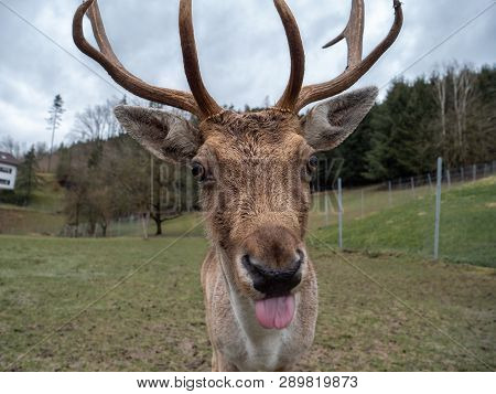 A Fallow Deer Buck With Antlers In The Enclusure Of A Breed