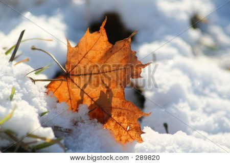Hoja de arce en la primera nieve