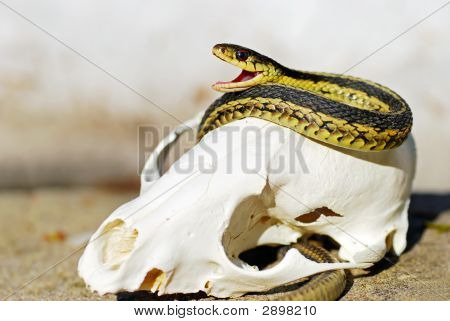 Thamnophis na Fox lebka