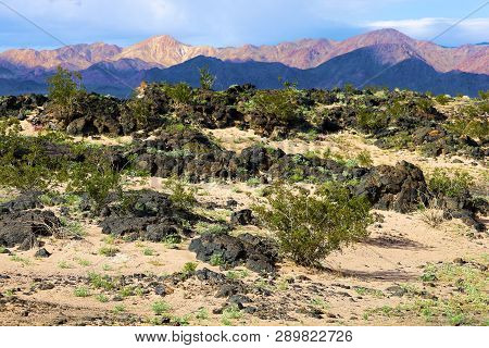 Creosote Plants On An Arid Sandy Plain With Lava Rocks Taken In Amboy Crater, Ca