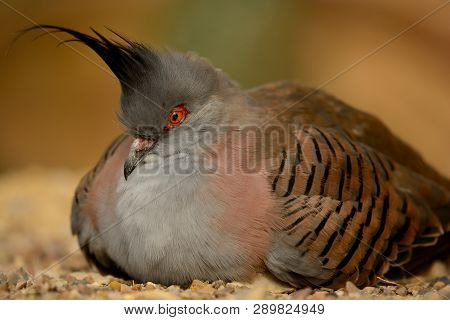Portrait Of A Crested Pigeon (ocyphaps Lophotes)  Sitting On The Ground