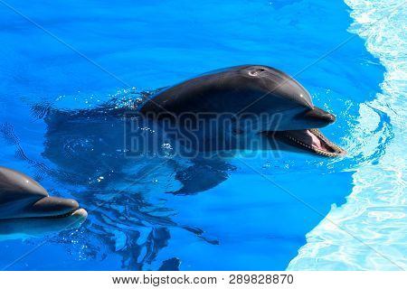Portrait Of A Dolphin Swimming In The Water