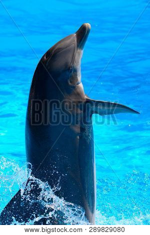 Close Up Of A Dolphin Performing In A Dolphin Show