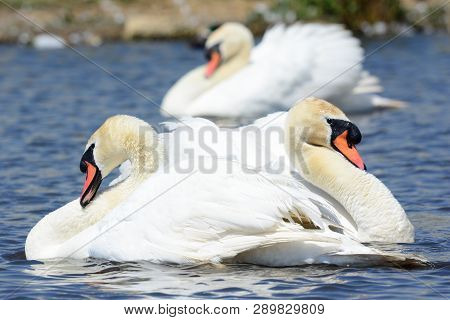 Two Mute Swans In The Water Performing A Courting Ritual