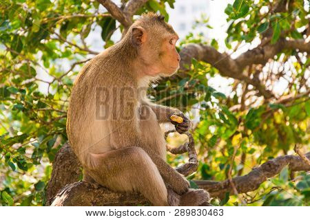 A Monkey Is Eating Beans Is On The Tree Happily.by A Tourist And People Feed To Them Regularly.