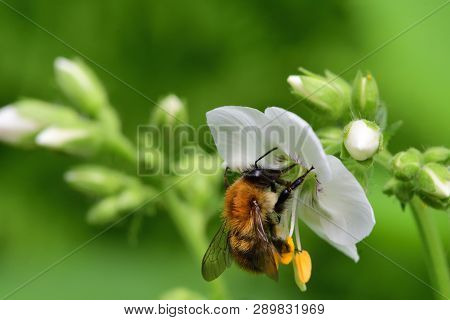 Macro Shot Of A Bee Pollianting A Polemonium Caeruleum Flower (jacobs Ladder)
