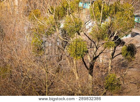 Spring Day. Tree Park And Plant Parasite Mistletoe. Multiple Disease On The Branches. Picture Taken 