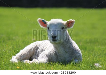 Forår Lamb