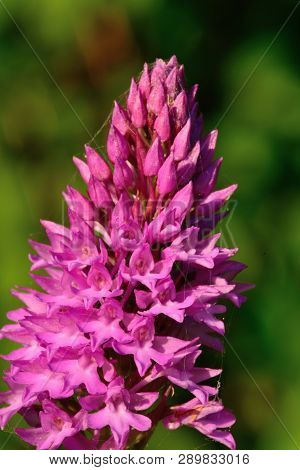 Macro Shot Of A Pyramid Orchid (anacampis Pyramidalis) In Bloom
