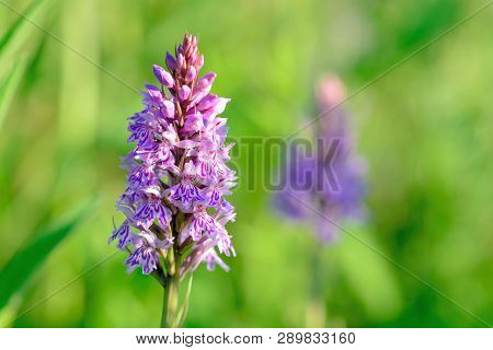 Closeup Of A Common Spotted Orchid (dactylorhiza) In Bloom