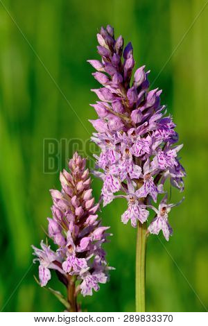 Two Common Spotted Orchid Flowers In Bloom (dactylorhiza)