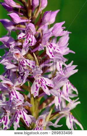 Macro Shot Of A Common Spotted Orchid In Bloom (dactylorhiza)