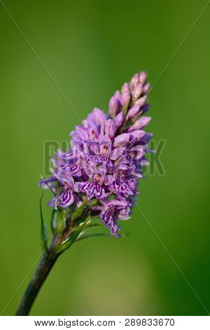 Close Up Of A Single Common Spotted Orchid (dactylorhiza) In Bloom