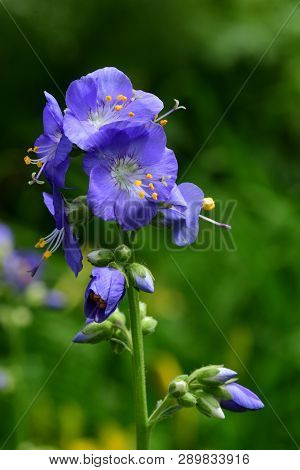 Close Up Of A Polemonium Caeruleum Flower (jacobs Ladder) In Bloom