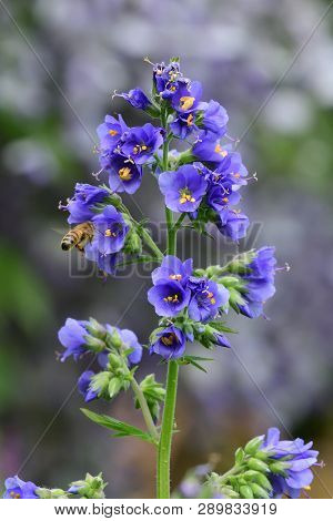 Close Up Of A Polemonium Caeruleum Flower (jacobs Ladder) In Bloom