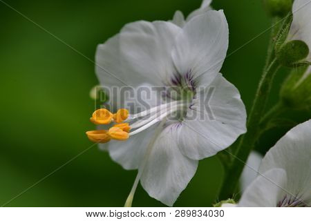 Macro Shot Of A Polemonium Flower (jacobs Ladder) In Bloom