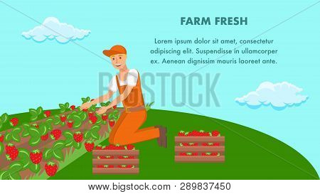 Farmer Planting Strawberry Sprouts Vector Banner. Wooden Boxes With Fresh Berries. Ripe Seasonal Har