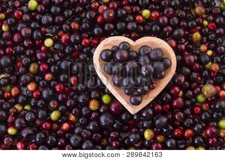 Fruit Of Wild Agaz (vaccinium Meridionale)