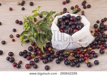Fruit Of Wild Agaz (vaccinium Meridionale)