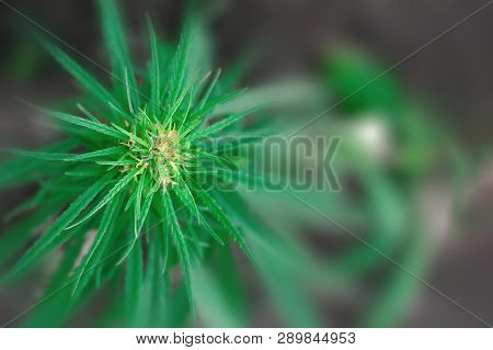 Green Cannabis Flower Cbd Macro And Medical Marijuana. Growing Hemp Top Quality Products. Concept Of