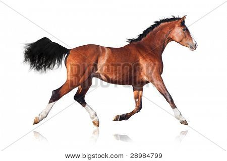 Caballo Trakehner aislado sobre fondo blanco