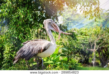 Spot Billed Pelican Birds Standing On Branch Tree - Pelecanidae Pelecanus Philippensis
