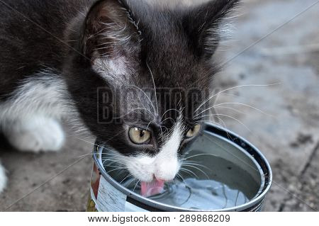 Cute Kitty Drinks Water From Metal Can By Tongue