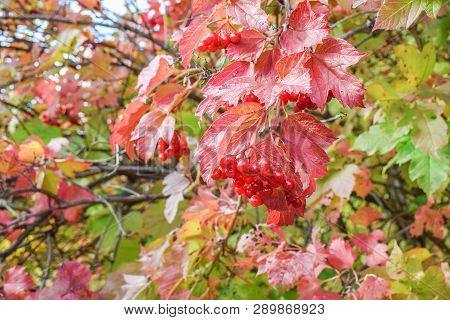 Red Juicy Berries Of Viburnum On Branch With Red Leaves At Autumn In Forest Close Up Natural