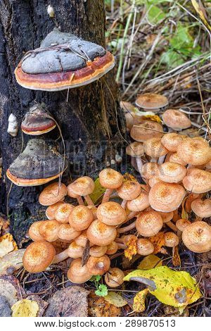 Group Of Honey Agaric Under Stump In Forest In Autumn Natural