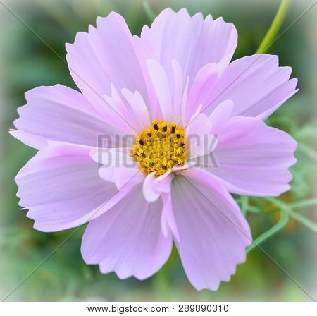 Close Up Pink Coreopsis Also Known As Cosmos Flower On The Green Background.
