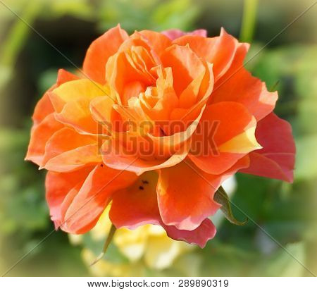 Beautiful Single Rose On Green Background Close Up.