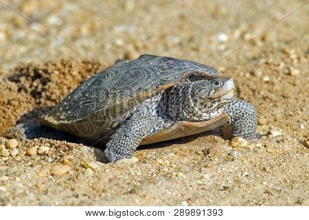 Diamondback Terrapin Laying Eggs On Dirt Road
