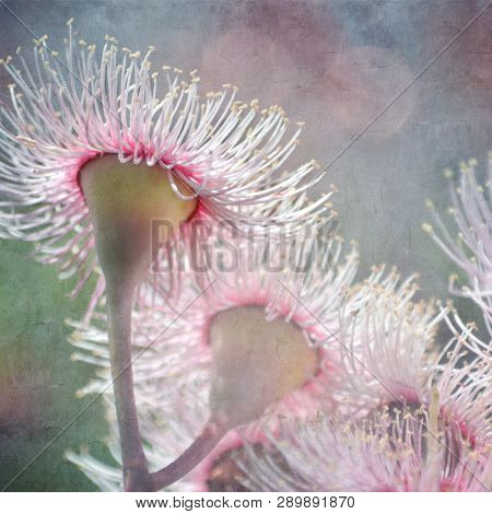 Sunlit Pale Pink Corymbia Blossoms, Endemic To Western Australia. Vintage Grunge Textured Image