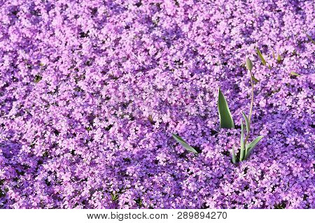 Pink Flowers Subulate Phlox As An Element Of Landscape Design. Background