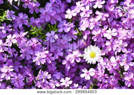Pink Flowers Subulate Phlox As An Element Of Landscape Design. Background