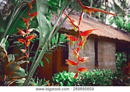 Banana Flowers And Bamboo House, Bungalow, From Natural Wood Tree On The Tropical Island Bali, Indon