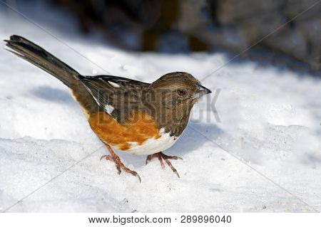 Female Eastern Towhee Standing In The Snow