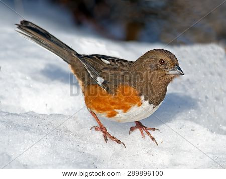 Female Eastern Towhee Standing In The Snow