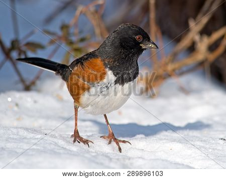 Male Eastern Towhee Standing In The Snow