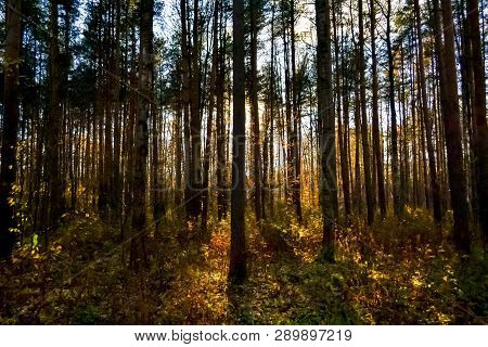 Forest Landscape With Sunset Light Through Trees