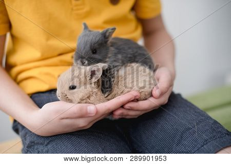 Two Bunny Babies In The Hands Of The Boy.