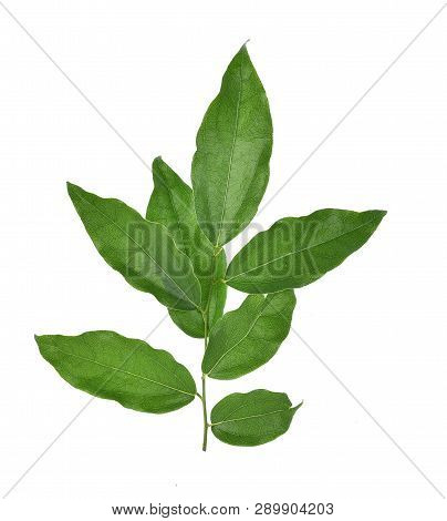 Top View Of Yanang Leaf Isolated On White Background