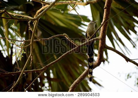 Green-billed-malkoha Birds On Trees Are Looking For Food.