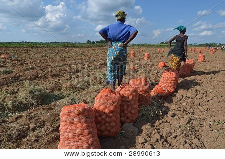 afrikanischen Bauern